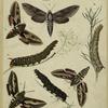 Moths, caterpillars, and pupae