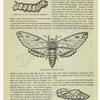 Caterpillar of the "four-horned ceretomia" ; "Four-horned ceretomia" moth ; Chrysalid of the "four-horned ceretomia"