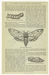 Caterpillar of the "four-horned ceretomia" ; "Four-horned ceretomia" moth ; Chrysalid of the "four-horned ceretomia"
