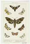 Moths -- American