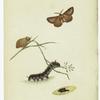 Moth in flight, moth and caterpillar on plant, pupa