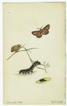 Moth in flight, moth and caterpillar on plant, pupa