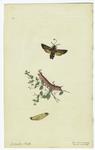 Moth, caterpillar on branch, pupa