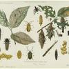 Park and woodland insects : elm leaf beetle and bag or basket worm