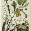 Insects affecting oak