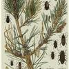 Insects affecting hard pine