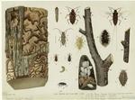 Elm borers and elm bark louse