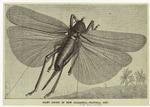 Giant locust of New Caledonia--(natural size)