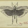 Carolina locust in flight
