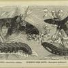 Smerinthus -- smerinthus ocellatus ; Humming-bird moth -- macroglossa stellatarum ; (Natural size.)