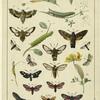 Moths, caterpillars, and pupa