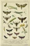 Moths, caterpillars, and pupa