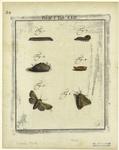 Moths, caterpillars, and pupae