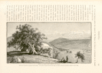 Wâdy es Sunt, the Valley of Elah.   The scene of David's encounter with Goliath.  THe valley winds between the low hills and enters the plain of Philistia opposite Tel es Sâfy.