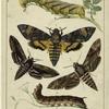 Death's head moth ; Hawk moths