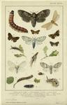 Moths, caterpillars, and cocoons
