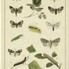 Moths and caterpillars