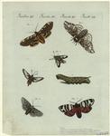 Insekten LI , Insectes LI , Insects LI , Insetti LI