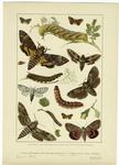 Moths, larvae, caterpillars, and butterflies