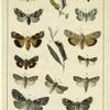 British and European butterflies and moths