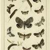 British and European butterflies and moths