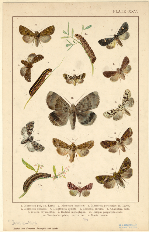 British and European butterflies and moths - NYPL Digital Collections