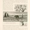 Ploughing in the plains of Philistia, in the neighborhood of Tell es Sâfy. Ploughing and sowing for winter crops extends from the end of November to the middle of January or later.