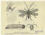 Clothes' moth --(Tinea pellionella)