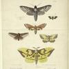 Moths, New York state