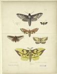 Moths, New York state
