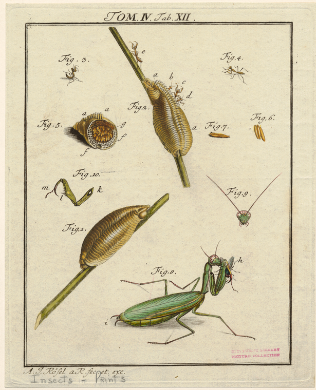Praying Mantis From Larva To Adult NYPL Digital Collections