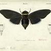 Cigale remarquable (Cicada speciosa, Illig.)