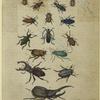 Various beetles
