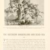 Abraham's Oak, Hebron.  An ilex or evergreen holm oak (quercus pseudo-cocccifera). One of the lower branches was broken down by a heavy fall of snow in the winter of 1850.  It was cut up into logs and conveyed to Jerusalem. There were seven camel loads; one log was sent to England.