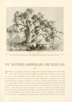 Abraham's Oak, Hebron.  An ilex or evergreen holm oak (quercus pseudo-cocccifera). One of the lower branches was broken down by a heavy fall of snow in the winter of 1850.  It was cut up into logs and conveyed to Jerusalem. There were seven camel loads; one log was sent to England.