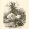 Engedi, the fountain of the Kid ('Ain Jidy). The sparkling limpid water is warm, rather sweet and impregnated with lime.  To the left there is an example of the remarkable esclepiad called in Arabic 'osher ; it bears a bladder-like fruit filled with long silky hairs, used by Arabs as tinder for their matchlocks.