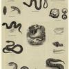 Various snakes and snake anatomy