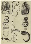 Various snakes, their anatomy and their habits