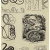 Scientific drawings of snakes ; Snakes in art