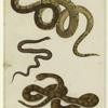Boa constrictor ; Commen viper ; Branded rattle snake