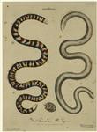 The fulginosa and alba serpents