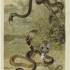 Rat-snake and cobras