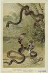 Rat-snake and cobras