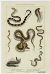 Foreign venomous serpents