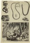 Banded bungarus ; Group of terrestrial snakes ; Banded sea-snake ; Bicoloured sea-snake ; Snakes aroused from hybernation ; Boa attacking a sleeping Lascar
