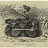 Copper-head snake - ancistrodon contortrix