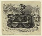 Copper-head snake - ancistrodon contortrix