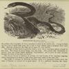 Black snake: Coryphodon constrictor