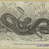 Chicken snake: Coluber quadrivittatus