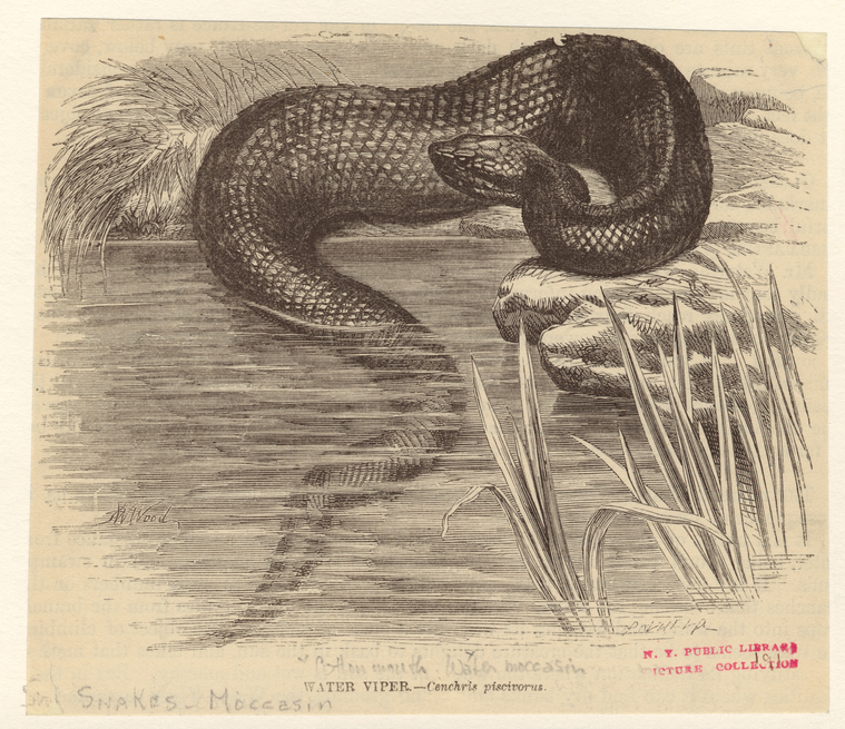 Water viper - NYPL Digital Collections